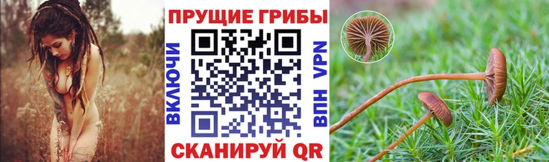 купить наркотики цена  Ачинск  Галлюциногенные грибы MAGIC MUSHROOMS 